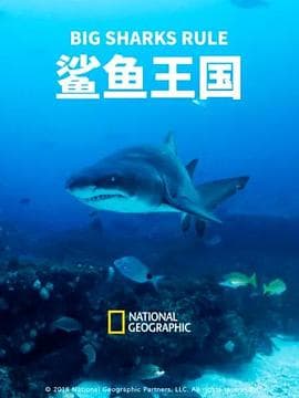 鲨鱼王国海报