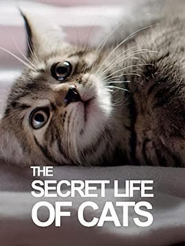 BBC地平线:猫的秘密生活海报